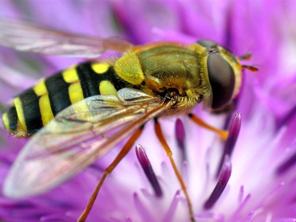 Láska Bee květin tapety (1) #14 - 1024x768