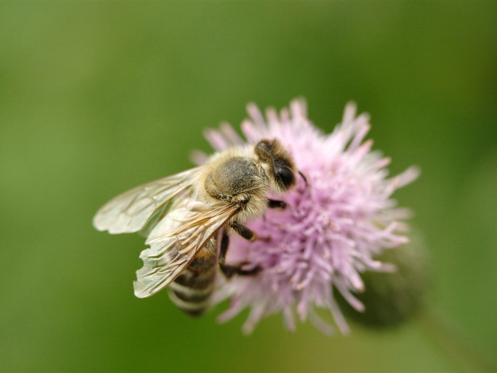 Láska Bee květin tapety (1) #17 - 1024x768
