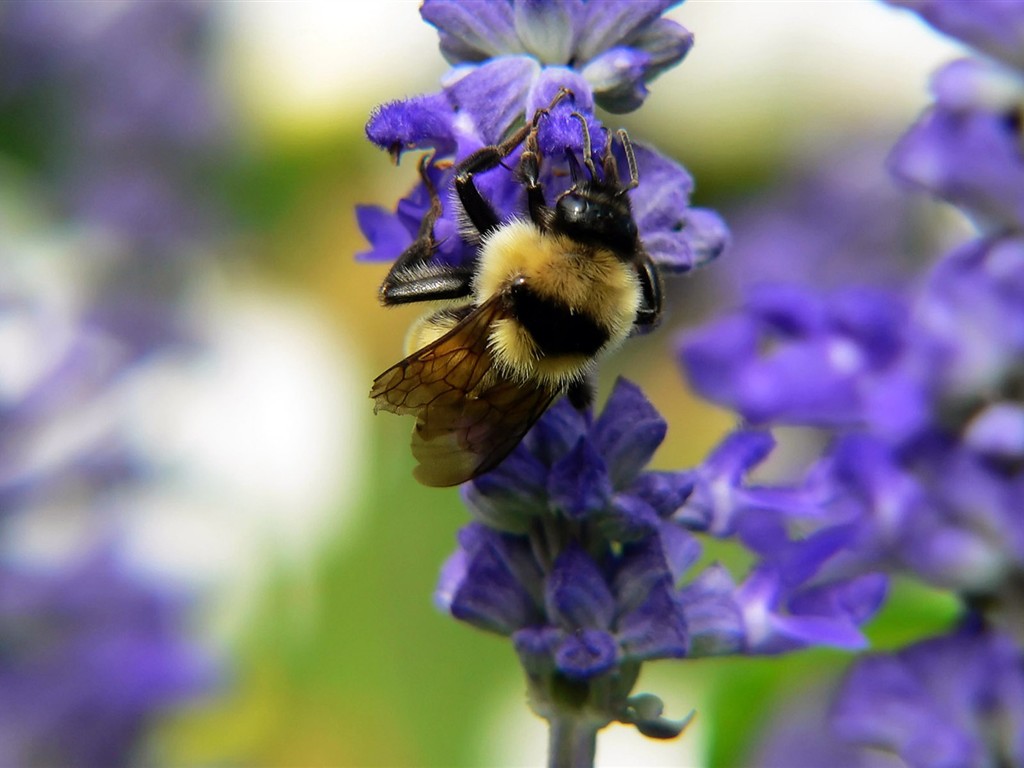 Láska Bee květin tapety (1) #19 - 1024x768