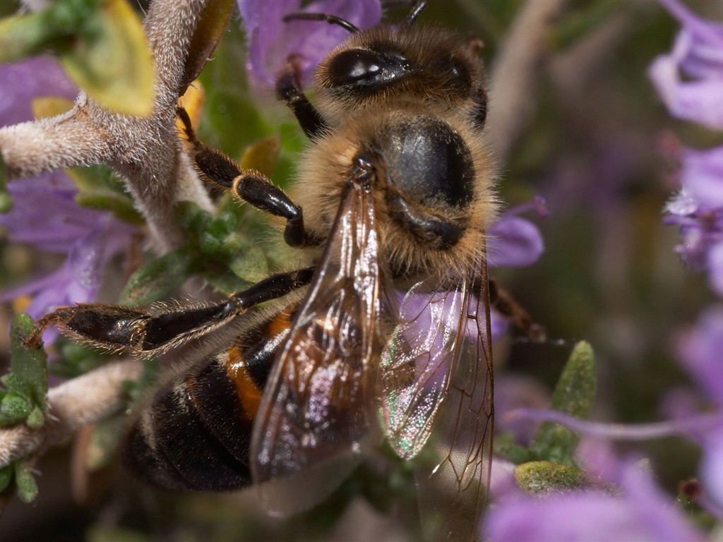 Láska Bee Květina tapetu (2) #2 - 1024x768