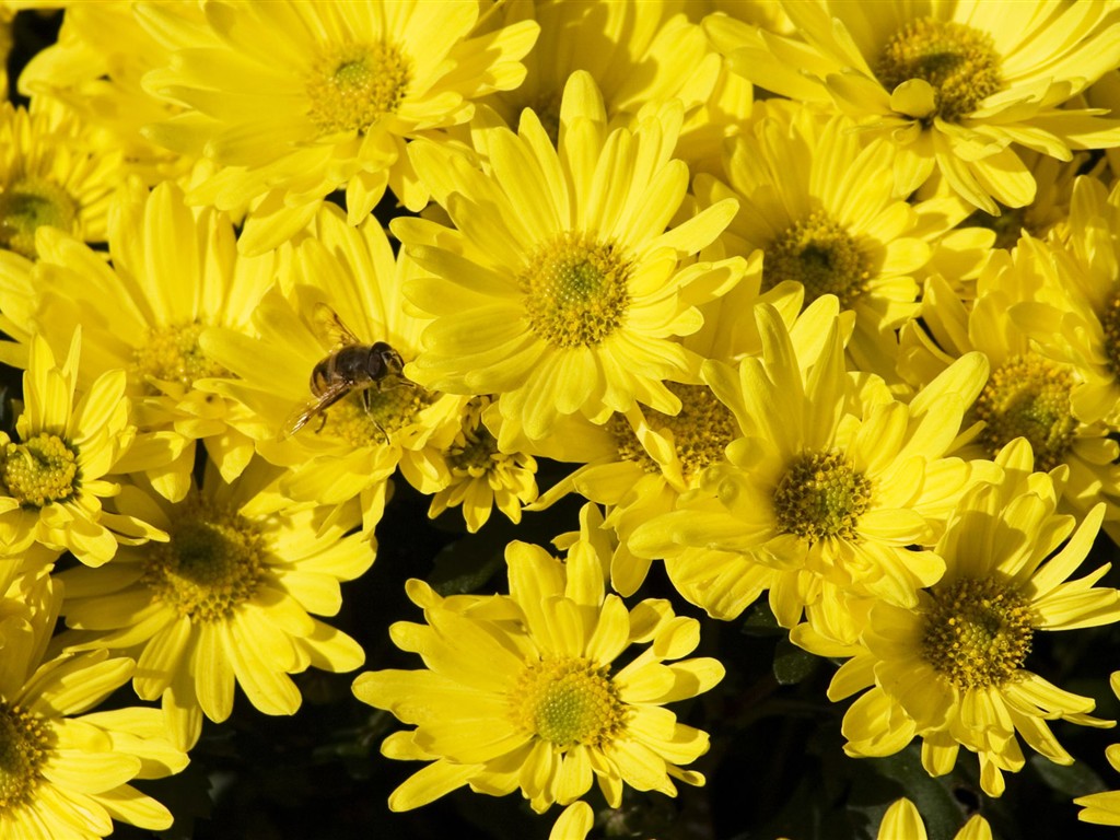 Láska Bee Květina tapetu (2) #4 - 1024x768