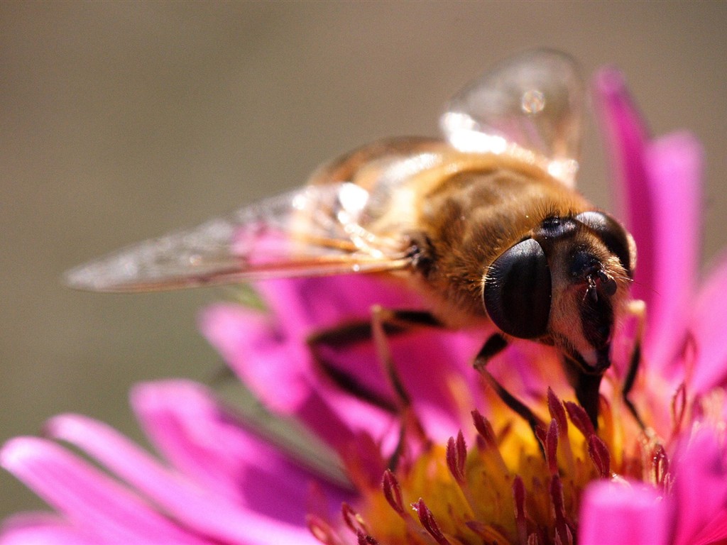 Láska Bee Květina tapetu (2) #5 - 1024x768