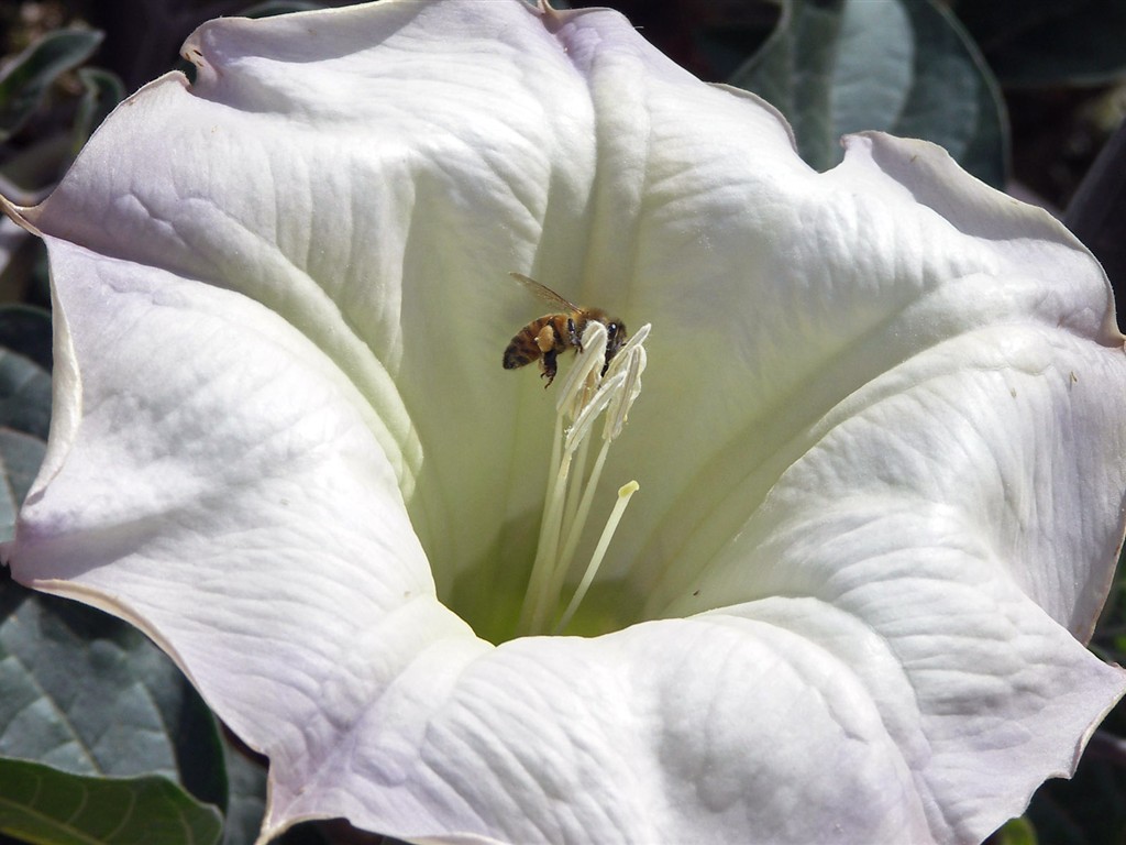 Láska Bee Květina tapetu (2) #10 - 1024x768