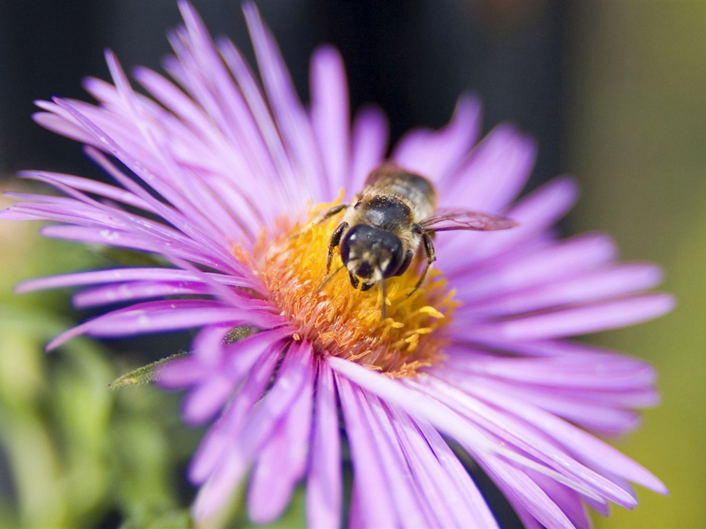 Láska Bee Květina tapetu (2) #17 - 1024x768