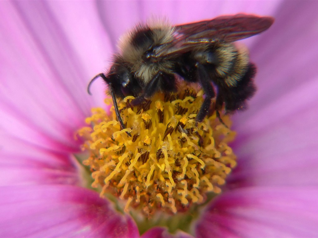 Láska Bee Květina tapetu (2) #20 - 1024x768