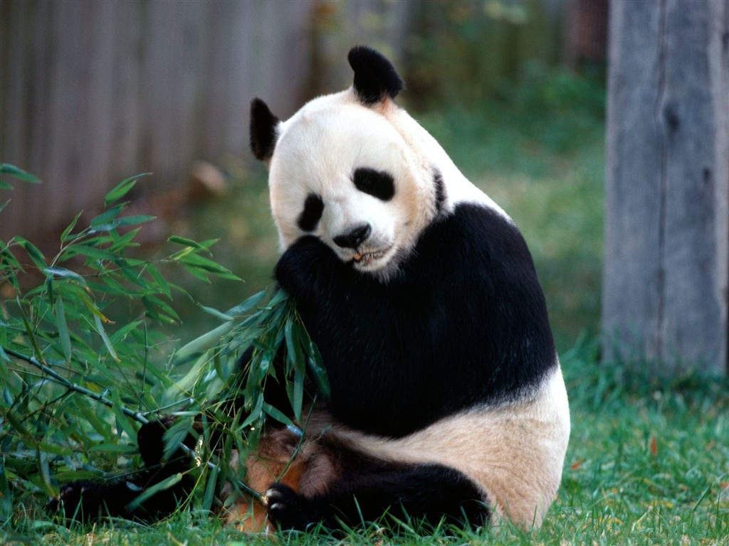 Fond d'écran album Panda #1 - 1024x768