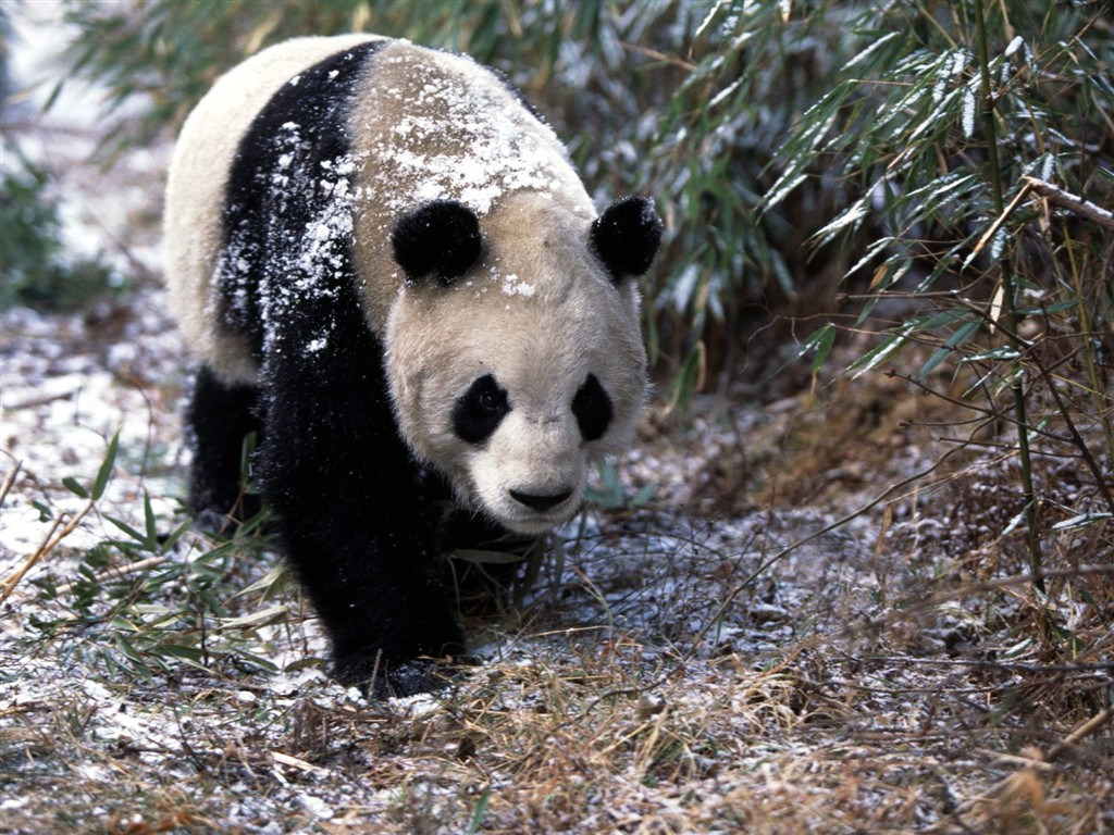 Fond d'écran album Panda #3 - 1024x768