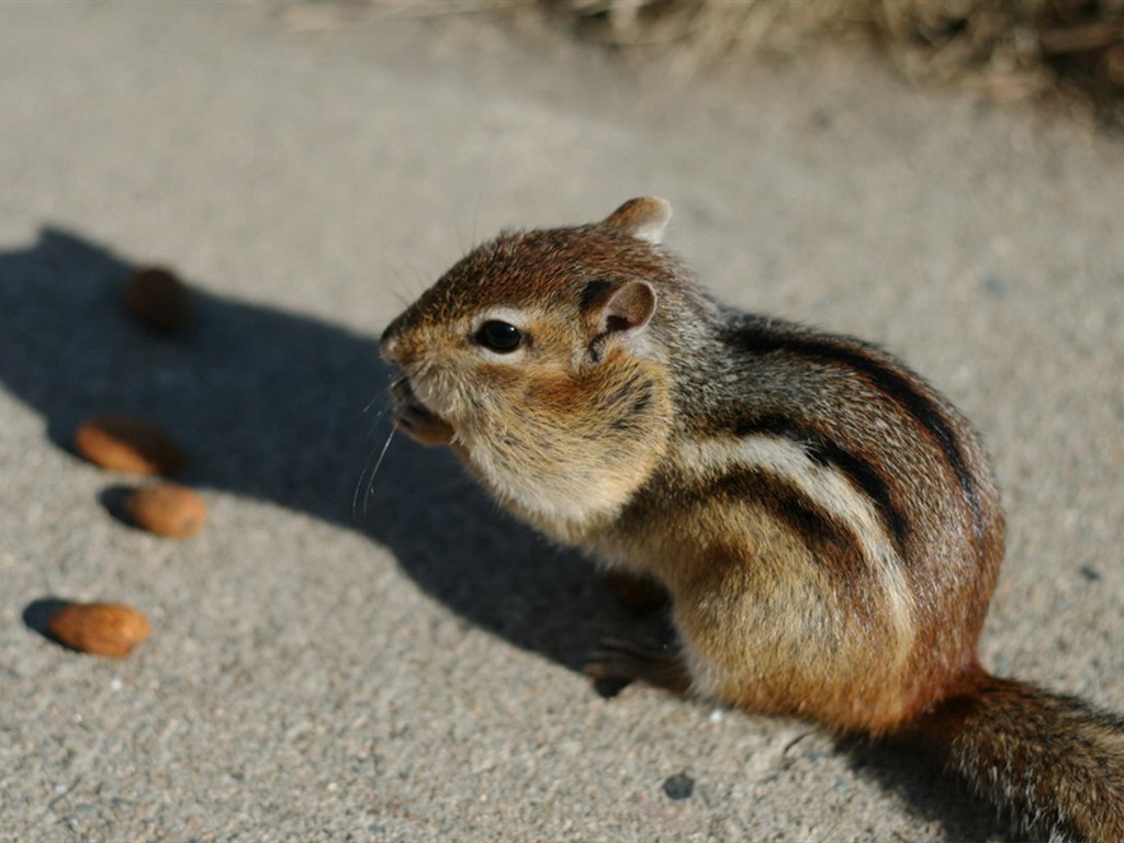 Cute Chipmunk Tapete #2 - 1024x768