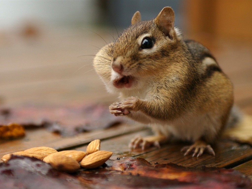 Cute Chipmunk Tapete #3 - 1024x768