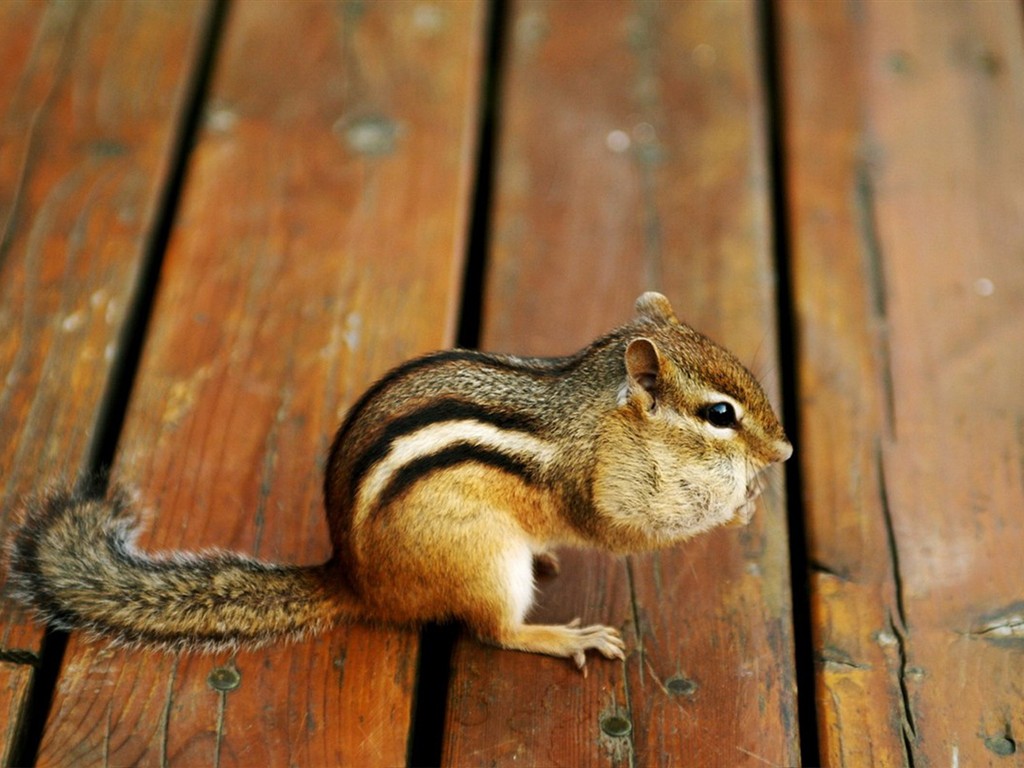 Cute chipmunk wallpaper #7 - 1024x768