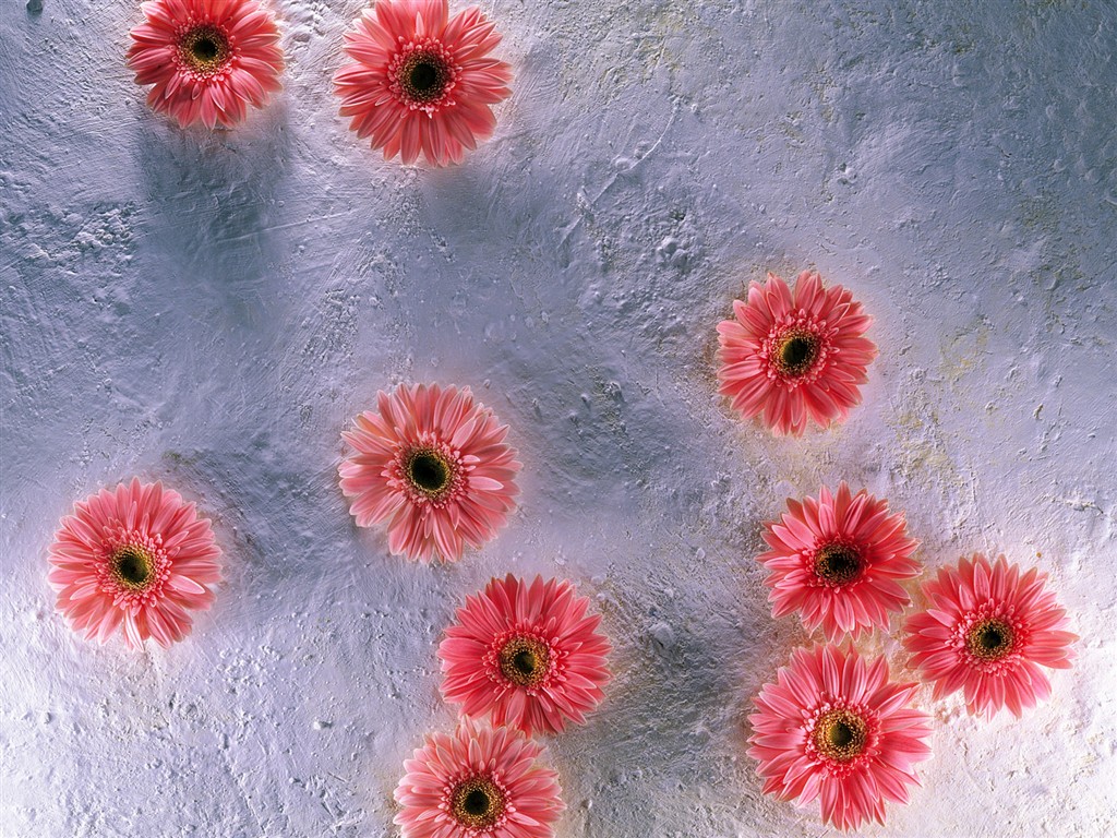 Fondo de pantalla cubierta de flores (1) #25 - 1024x768