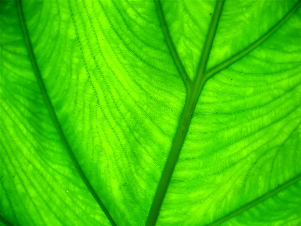  Vistaの植物の壁紙(7) #29 - 1024x768