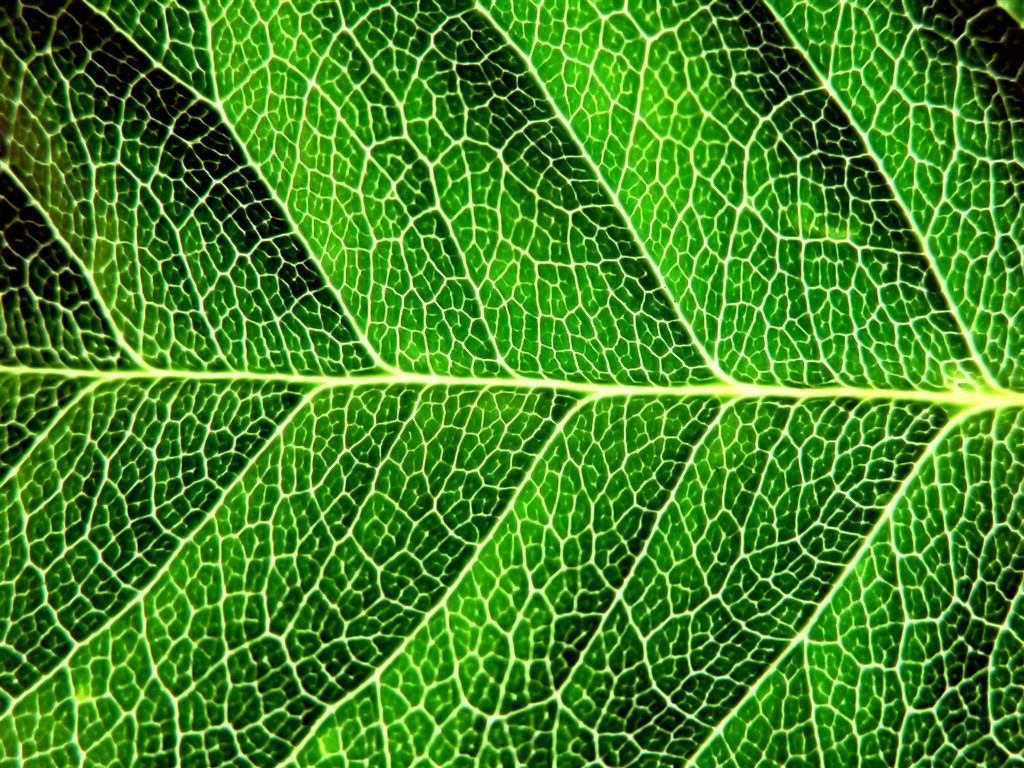 Vista Plant wallpaper (7) #40 - 1024x768