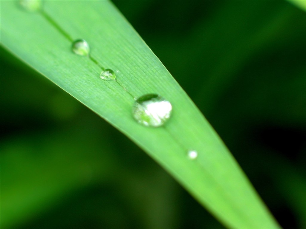 Vista 植物壁纸(八)32 - 1024x768