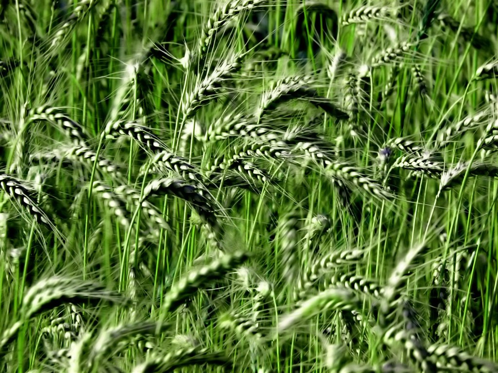  Vistaの植物の壁紙(8) #37 - 1024x768