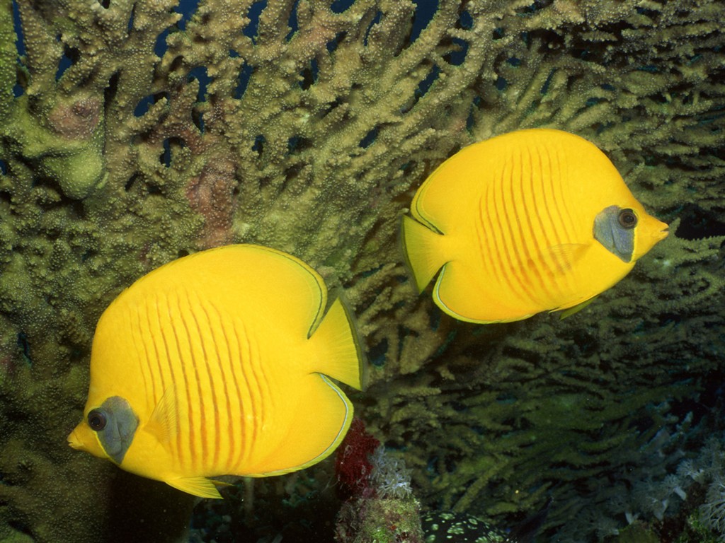 Zábava Underwater World (2) #6 - 1024x768