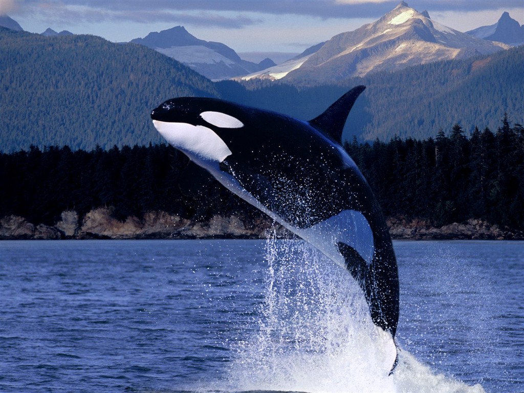 Marine Life Wallpaper Selection (1) #18 - 1024x768