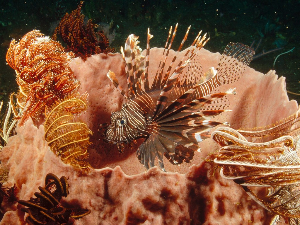 Marine Life Wallpaper výběr (2) #40 - 1024x768