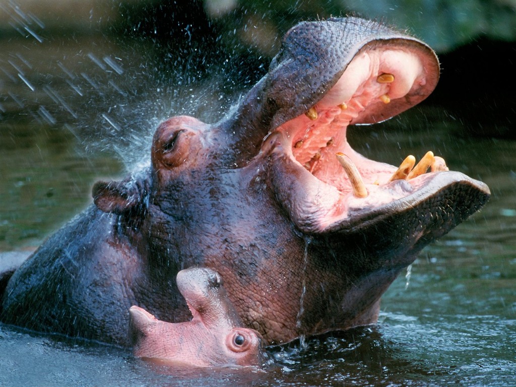 Hippo Foto Wallpaper #1 - 1024x768