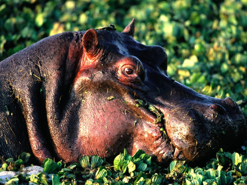 Hippo Foto Wallpaper #5 - 1024x768