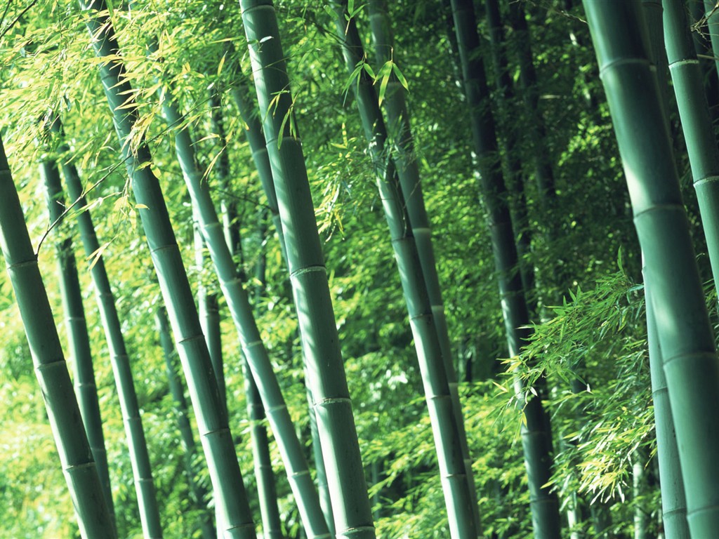 Papel tapiz verde de bambú #2 - 1024x768