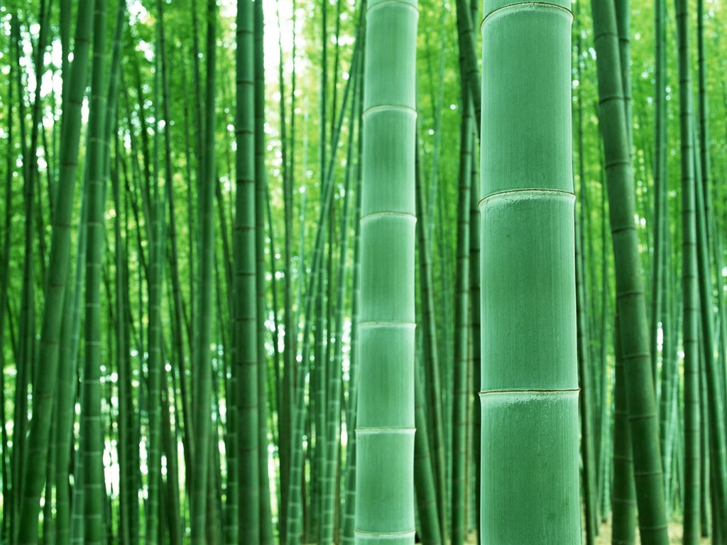 Papel tapiz verde de bambú #4 - 1024x768