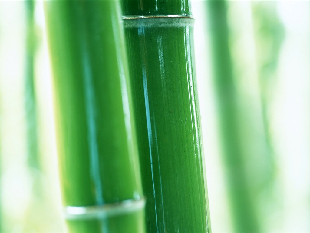 Papel tapiz verde de bambú #9 - 1024x768