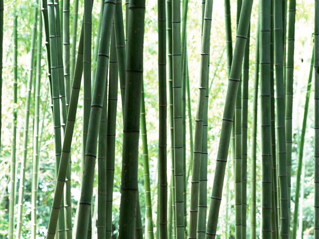 Зеленый бамбук обои #12 - 1024x768