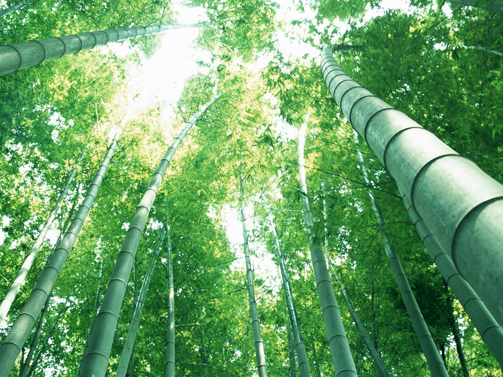 Papel tapiz verde de bambú #14 - 1024x768