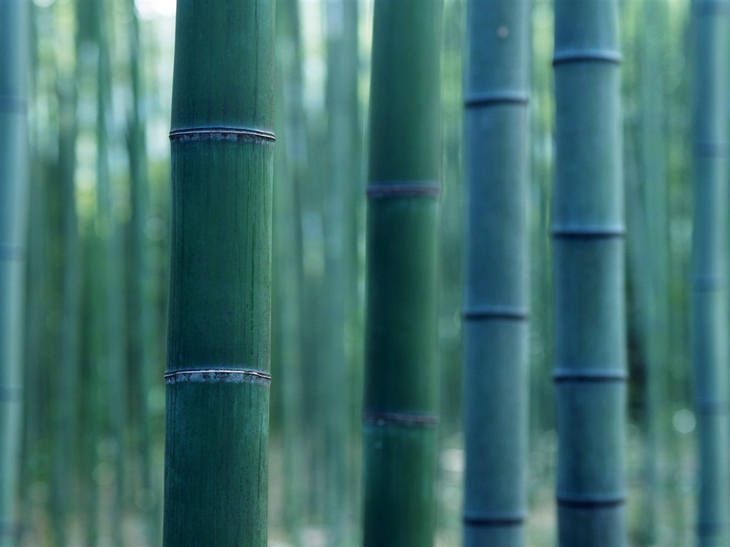 Papel tapiz verde de bambú #15 - 1024x768