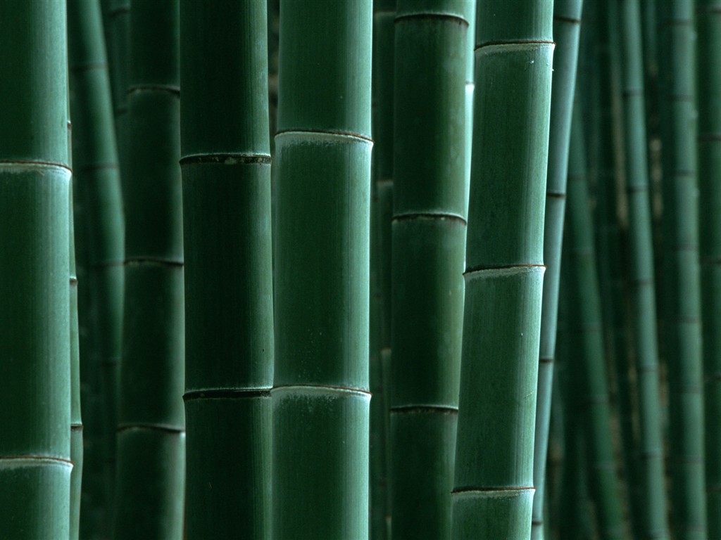 グリーン竹の壁紙 #16 - 1024x768