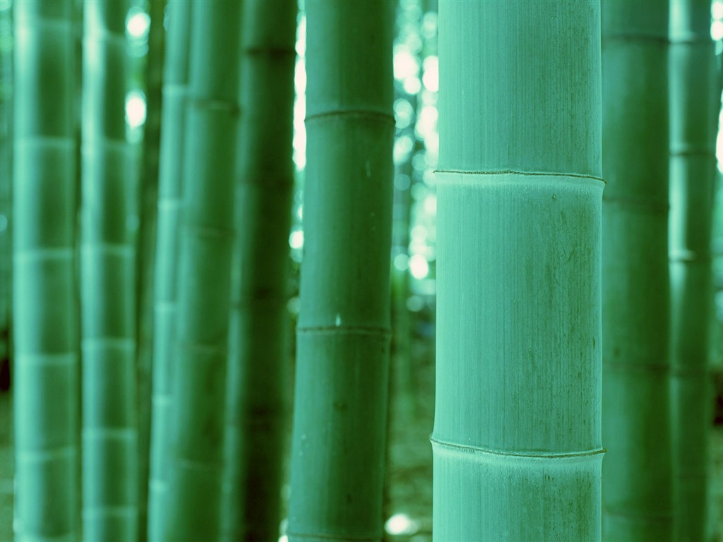 Papel tapiz verde de bambú #20 - 1024x768
