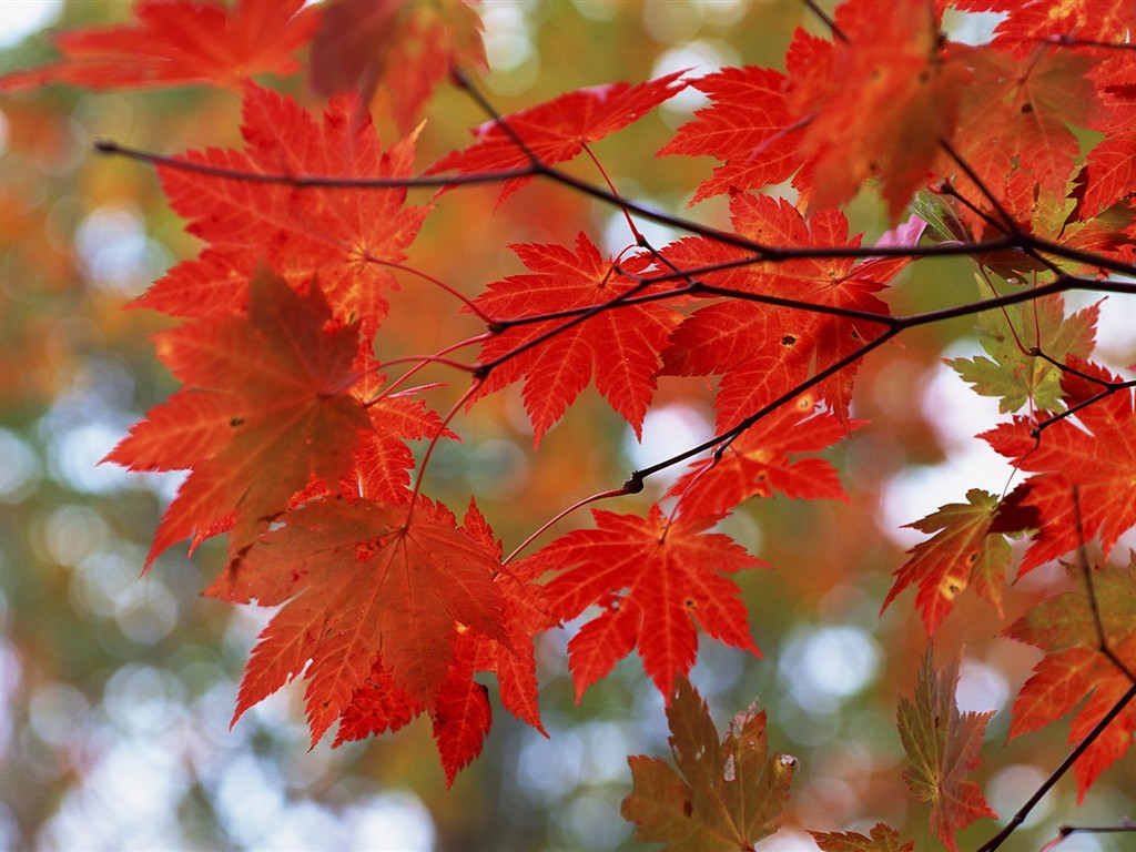 Feuilles HD Album Fonds d'écran #36 - 1024x768