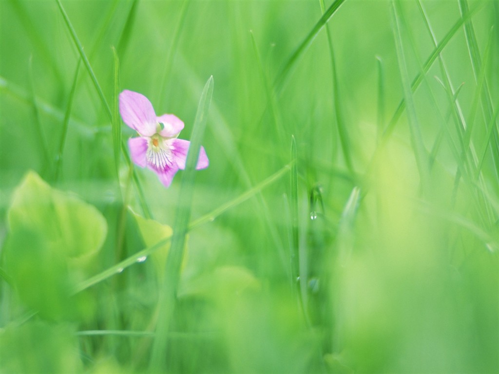 Soft Focus Flower Wallpaper #9 - 1024x768