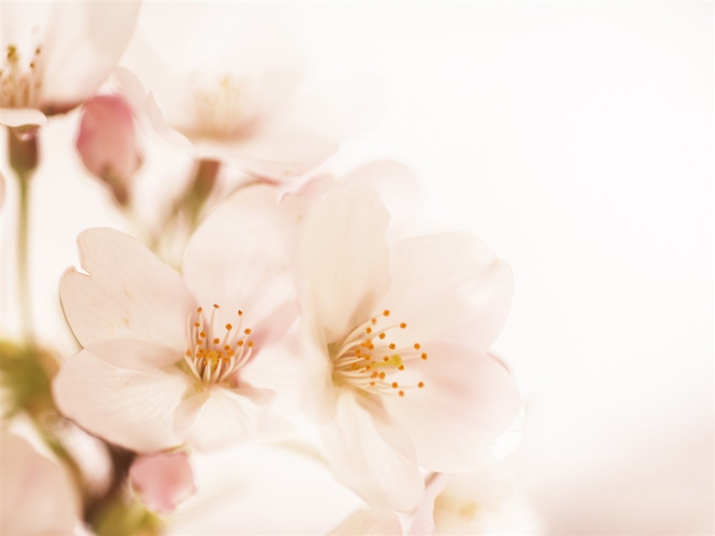 Soft Focus květina Tapeta #15 - 1024x768