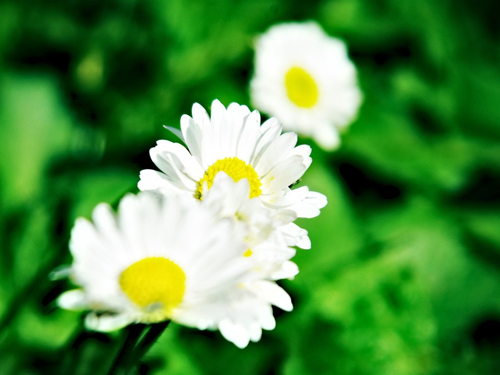 Flower Wallpaper High Definition #19 - 1024x768