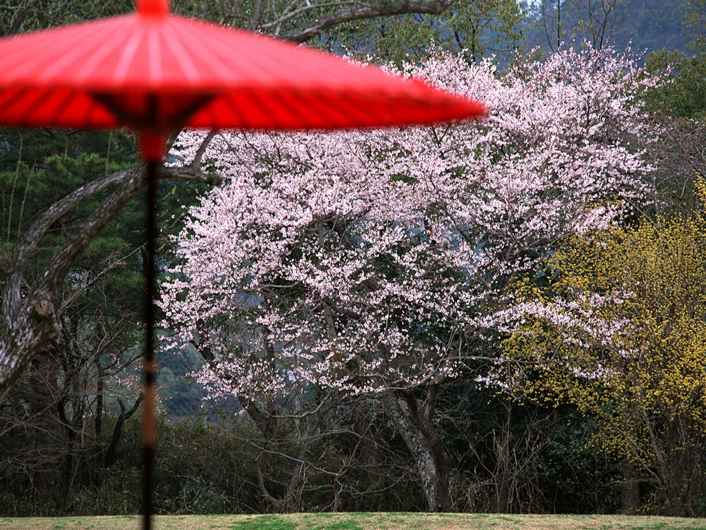 Kyoto, Japon, Fonds d'écran Paysage #16 - 1024x768
