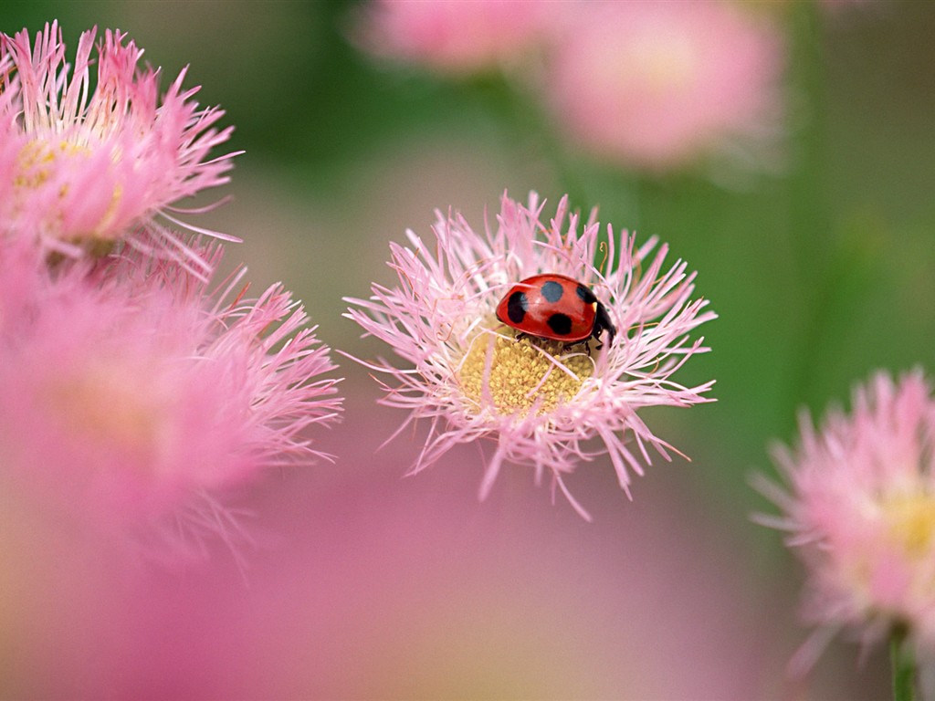 昆虫特写(二)1 - 1024x768