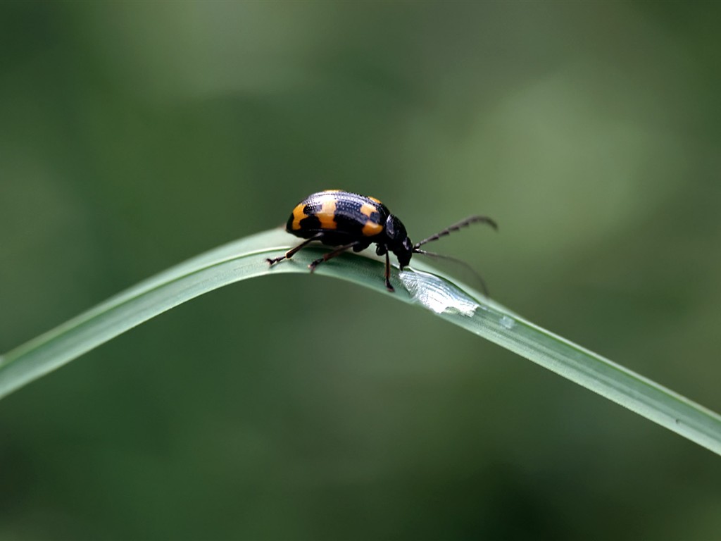 Caractéristiques des insectes (2) #4 - 1024x768