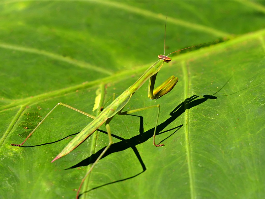 Caractéristiques des insectes (2) #9 - 1024x768