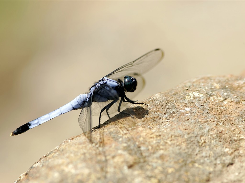 Caractéristiques des insectes (2) #17 - 1024x768