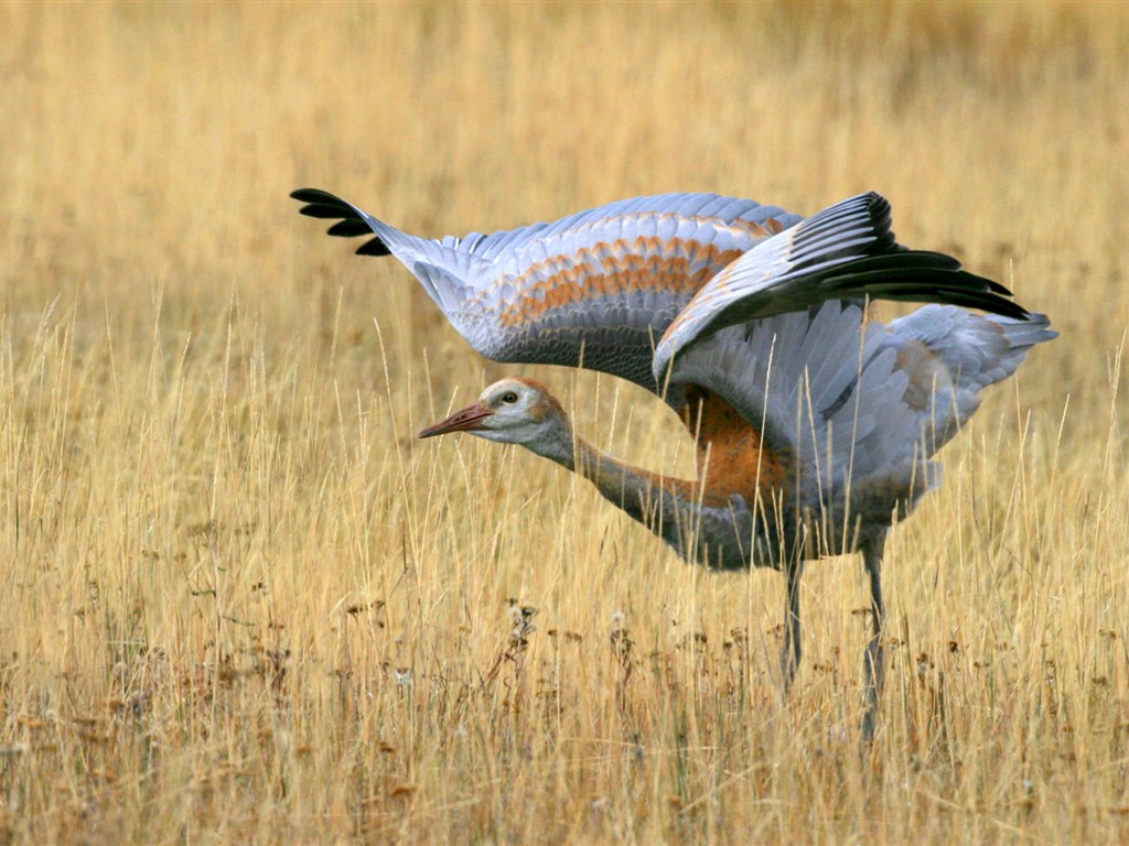 HD Photo Bilder Vögel #2 - 1024x768