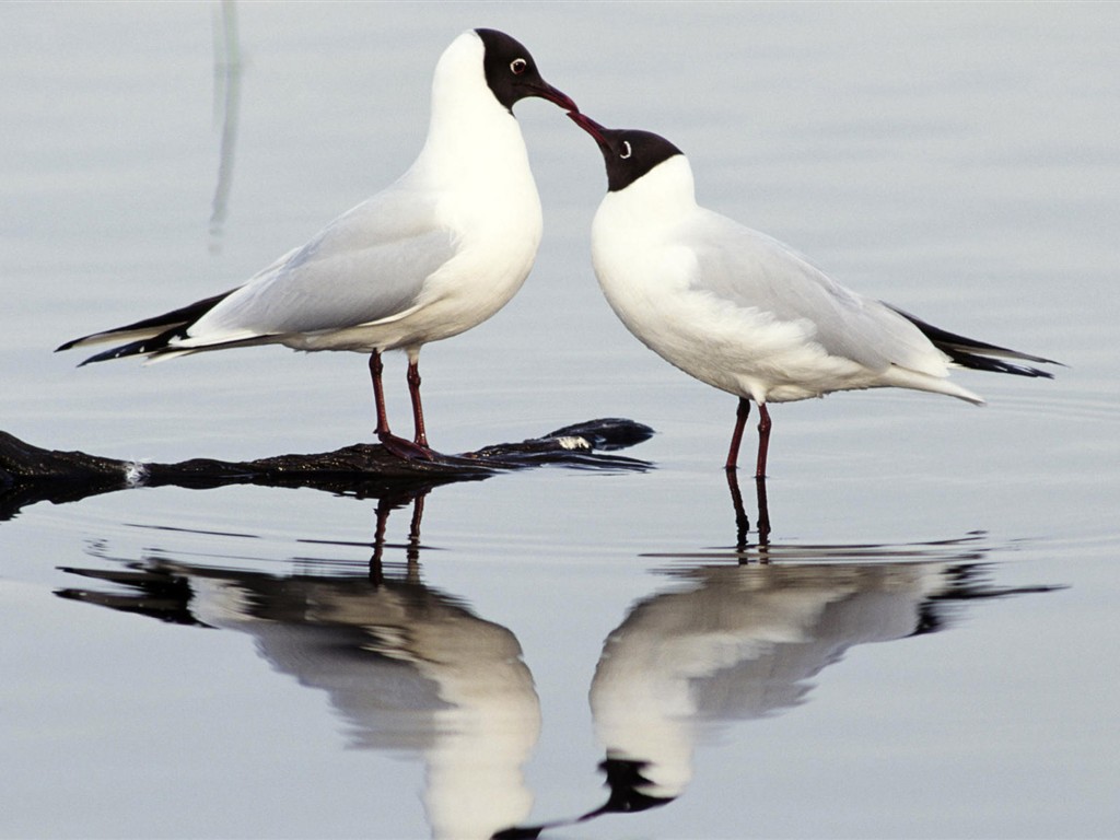 Fonds d'écran HD Photo Oiseaux #3 - 1024x768