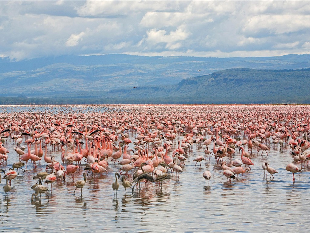 HD Fondos de Aves de fotos #5 - 1024x768