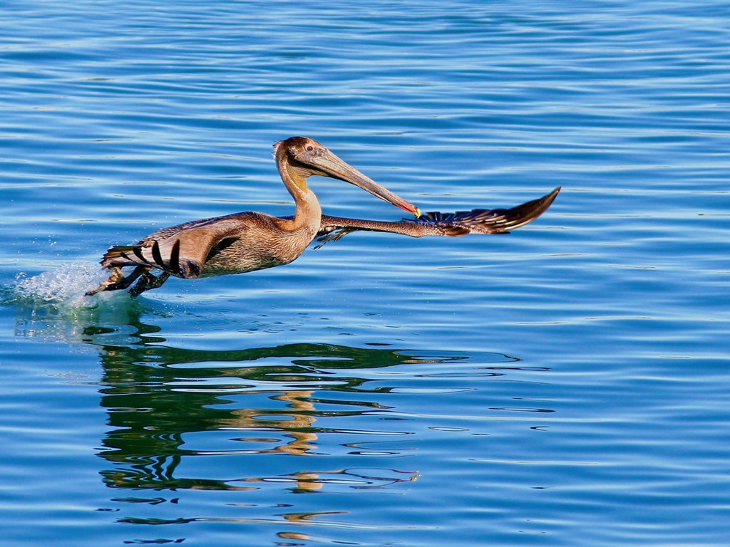 Fonds d'écran HD Photo Oiseaux #7 - 1024x768