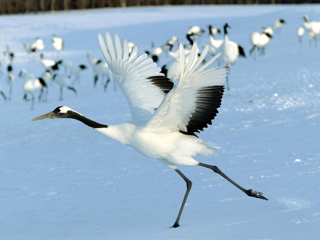 Fonds d'écran HD Photo Oiseaux #8 - 1024x768