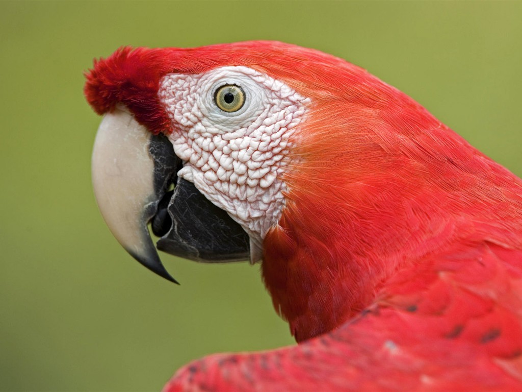 Fonds d'écran HD Photo Oiseaux #11 - 1024x768