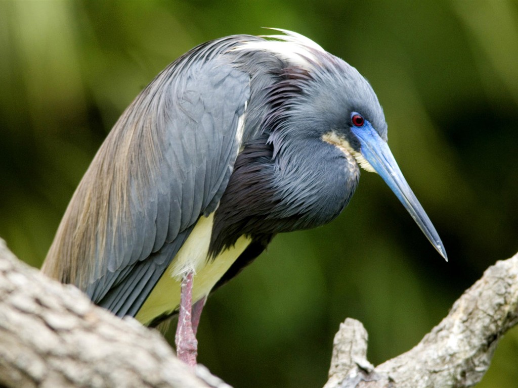 Fonds d'écran HD Photo Oiseaux #13 - 1024x768