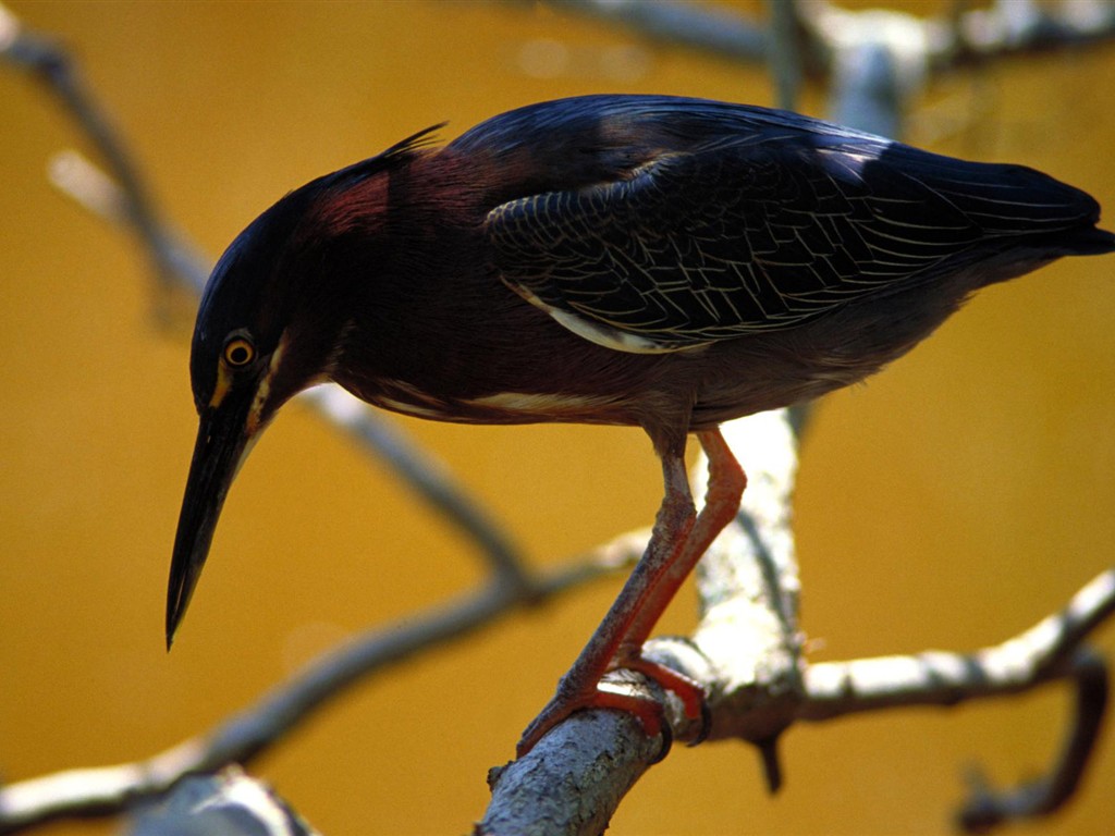 Fonds d'écran HD Photo Oiseaux #14 - 1024x768