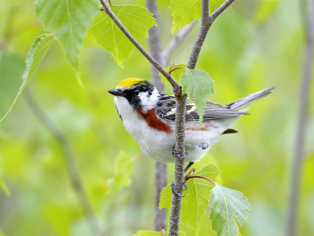 Fonds d'écran HD Photo Oiseaux #19 - 1024x768